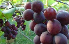 巨峰葡萄高产栽培技术