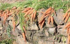 冬季胡萝卜的储存方法