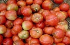 西红柿裂果是什么原因
