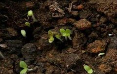 生菜怎么种植容易发芽？生菜浸种催芽技术
