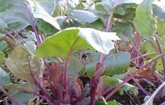 红菜苔种植时间和方法
