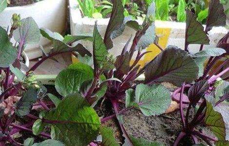 红菜苔 种植时间 红菜苔方法