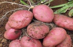 红皮土豆的种植技术