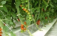 番茄水培技术