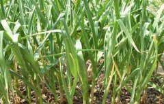 大蒜春季水肥管理措施