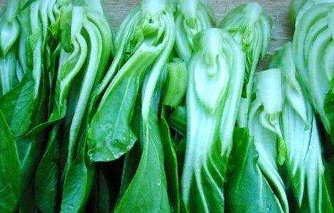 青菜 种植 方法