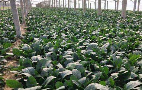 菠菜 生长环境 种植