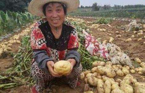 高产 土豆 施肥方法
