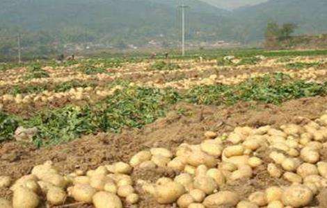 高产 土豆 施肥方法