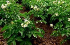 土豆高产施肥方法