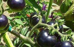 黑番茄的种植方法