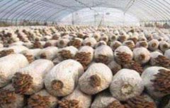 秀珍菇种植技术