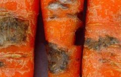 胡萝卜常见的病虫害及防治方法