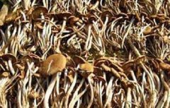 茶树菇最新高产种植技术
