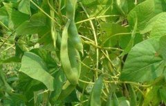 四季豆的种植时间和种植方法