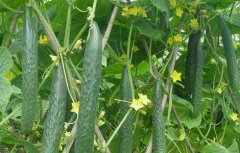 优质黄瓜高产栽培技术