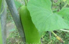 葫芦瓜怎么种植最好？