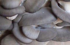 大棚平菇种植技术