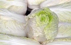 白菜种子品种及播种方法