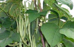 四季豆的种植条件