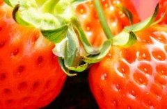草莓苗期管理技术