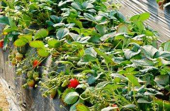 草莓种植技巧
