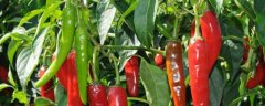 辣椒的种植时间和管理技术