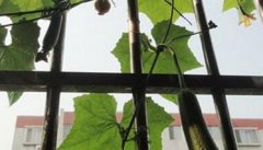 阳台丝瓜种植技术 阳台丝瓜的种植方法