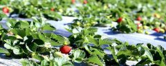 露天草莓种植时间和方法