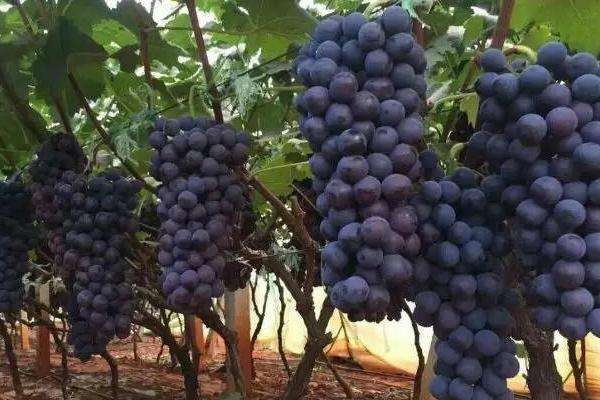 葡萄种植季节