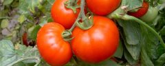 西红柿种植时间和技术，管理主要为除草和施肥