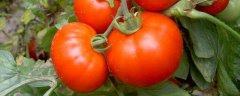 西红柿打蔫怎么挽救，不同情况采用不同处理方法