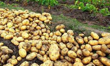马铃薯种植管理方法