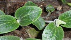 南瓜种植时间 南瓜的种植方法和时间