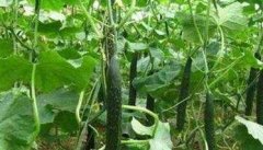 黄瓜生长周期有多长 一年能种几次 需注意哪些