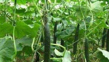 黄瓜一年可以种几次