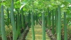 丝瓜种植温度要求 丝瓜种植方法与技术要点