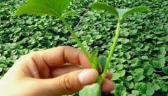 黄瓜栽培技术与管理：育苗、定植与管理