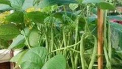 豆角施肥的正确方法 豆角虫害防治
