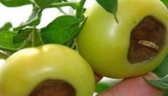 番茄脐腐病发生的原因及防治方法 如何预防
