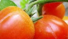 防止番茄裂果的方法与步骤是什么
