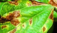 菜豆灰霉病危害症状、传播途径与防治方法