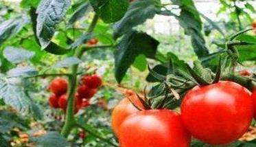 西红柿对光照条件的基本要求