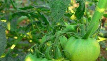 西红柿对钾肥的需求与施用要求