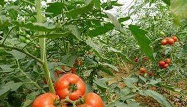 西红柿对磷肥的需求与施用方法