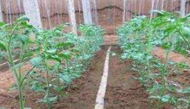 西红柿对氮肥的需求与施肥技术
