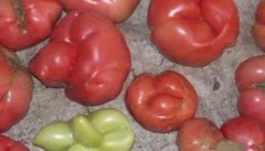 番茄僵果的形成原因是什么 番茄僵果用什么解除