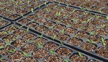 番茄播种与育苗方法