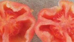 番茄空洞果的原因是什么 番茄空洞果的防治方法