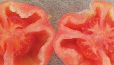 番茄空洞果的原因是什么